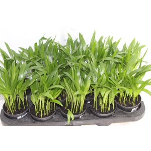 ARECA BAMBU P11