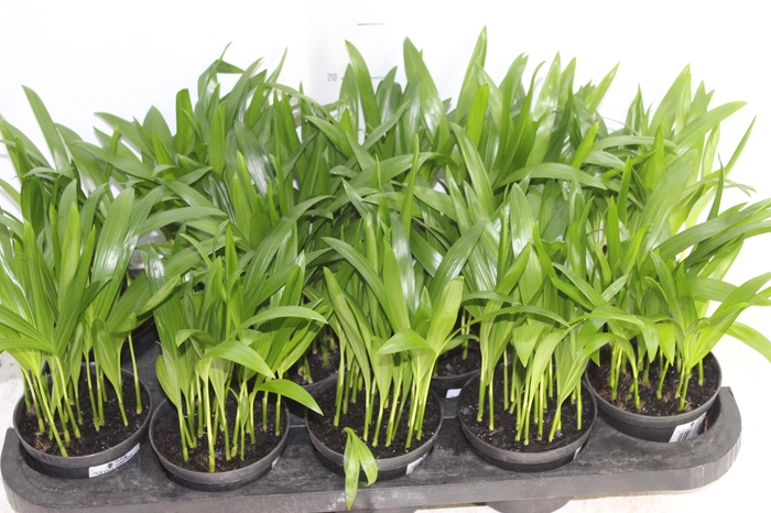 <h4>ARECA BAMBU P11</h4>