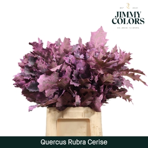 Quercus Rubra L60 Klbh. Cerise