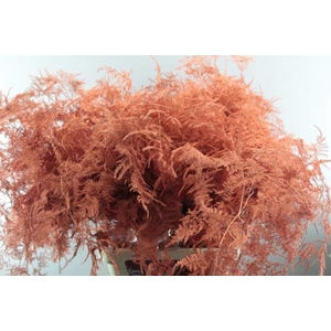 Asp Lang Getopt Oranje