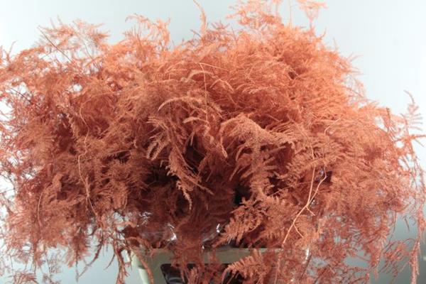 <h4>Asp Lang Getopt Oranje</h4>