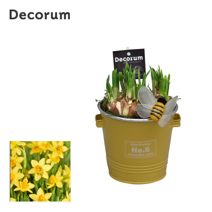 Narcis Colourful Bucket HL16583N