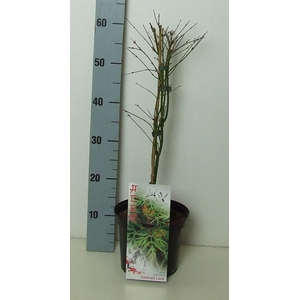 Acer palmatum 'Emerald Lace' P19 Full CC