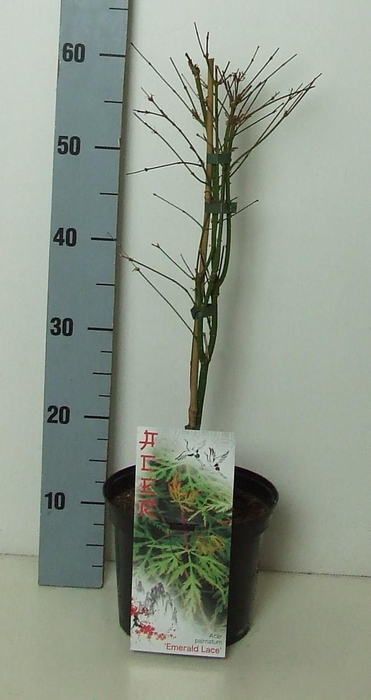 <h4>Acer palmatum 'Emerald Lace' P19 Full CC</h4>