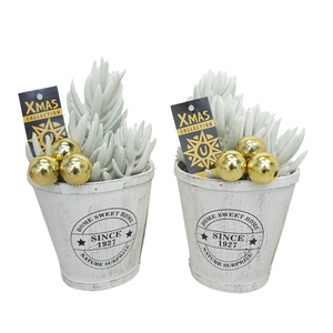 Kerstpot opgemaakt met 'natural' Senecio Mont Blanc