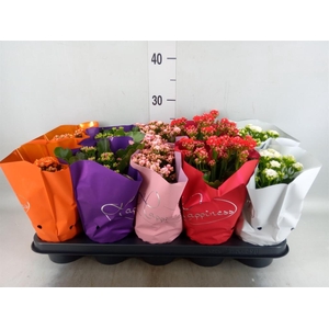 Kalanchoe blos. 'Perfecta'  ..mix 5