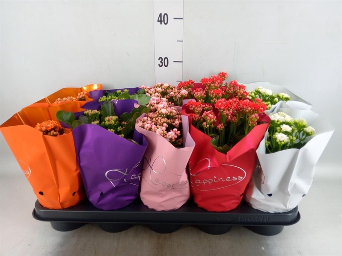 <h4>Kalanchoe blos. 'Perfecta'  ..mix 5</h4>