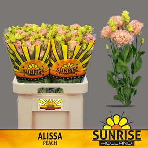 EUS G ALISSA PEACH