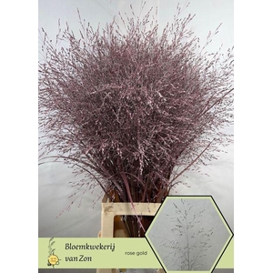 SIERGR OV KLB ROSE GOUD H%