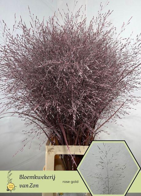 <h4>SIERGR OV KLB ROSE GOUD H%</h4>