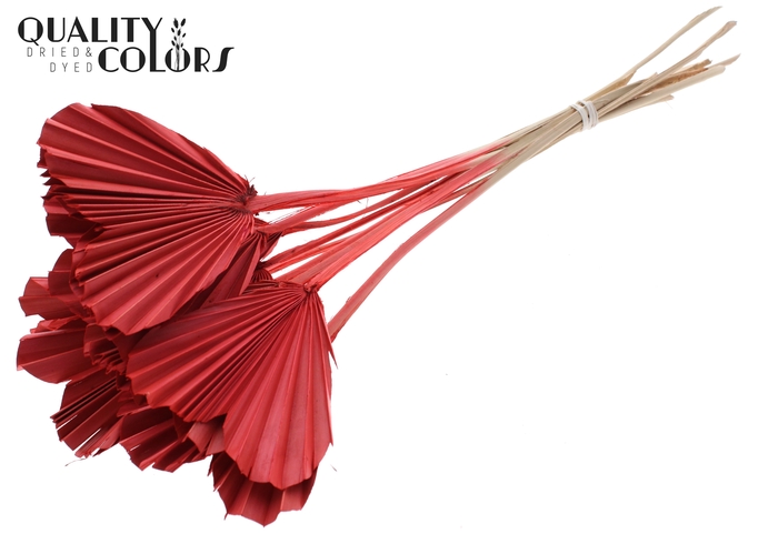 Palm Spear Heart per stem Coral