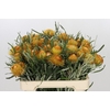 Banksia Dryandra