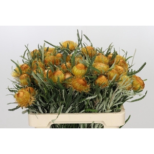 Banksia Dryandra