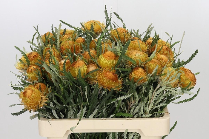 <h4>Banksia Dryandra</h4>