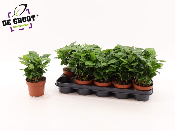 <h4>Coffea Arabica</h4>