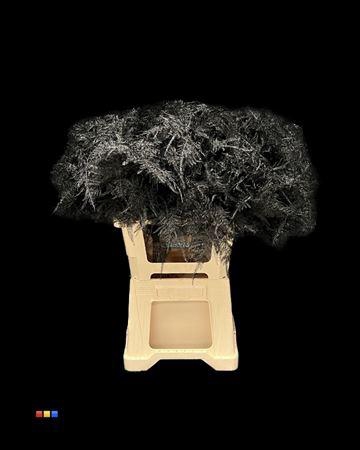 <h4>Asp Lang Black</h4>