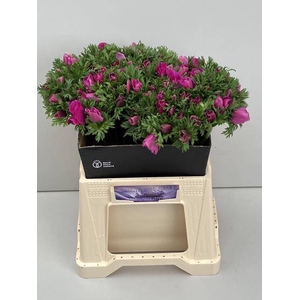 ANEM CO M L ORCHID