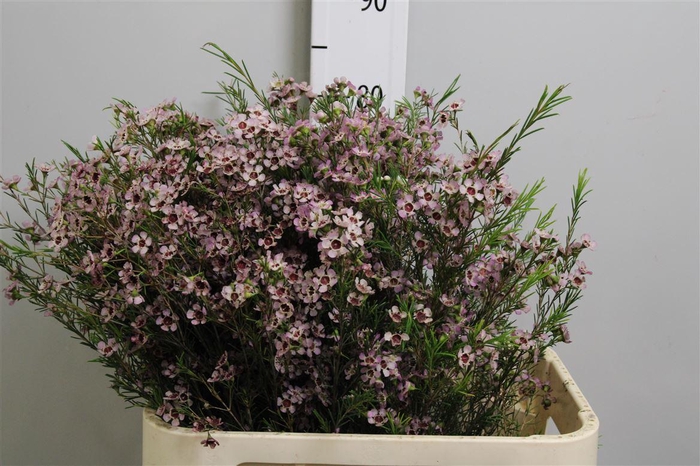 <h4>Chame Un Wendy Rose</h4>