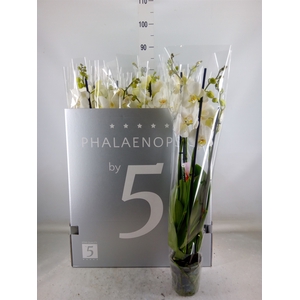 Phalaenopsis   ...white