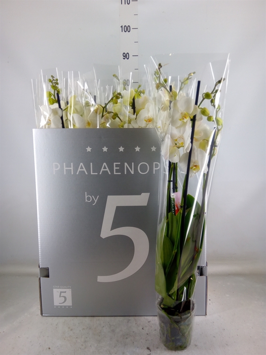 <h4>Phalaenopsis   ...white</h4>