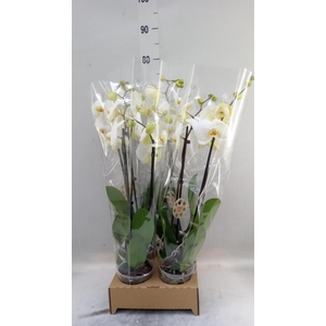Phalaenopsis   ...white