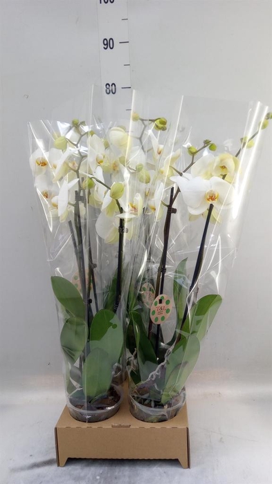 <h4>Phalaenopsis   ...white</h4>
