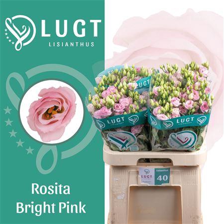 <h4>Eus G Rosi Bright Pi [ Lugt ]</h4>