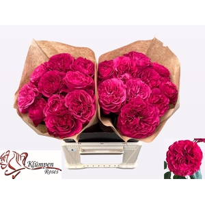 ROSA GR 'CHERRY VELVET'