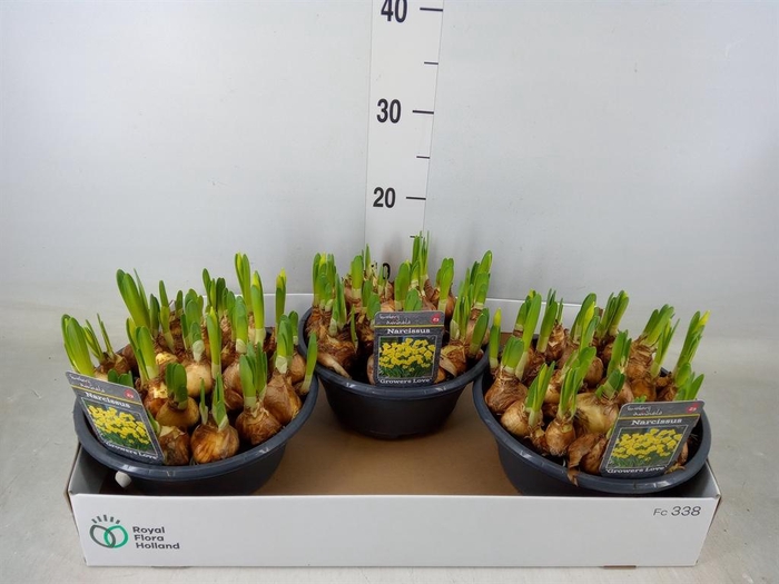 <h4>Narcissus   ...</h4>