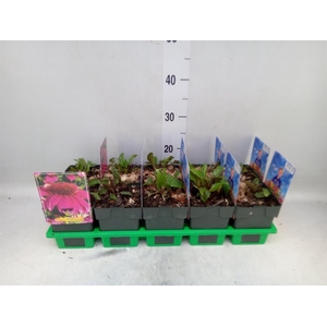 Echinacea purp. 'Powwow Wild Berry'