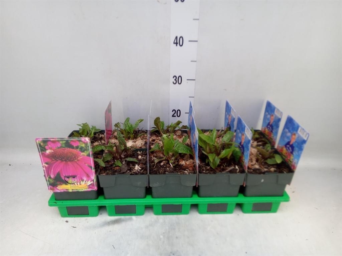 <h4>Echinacea purp. 'Powwow Wild Berry'</h4>