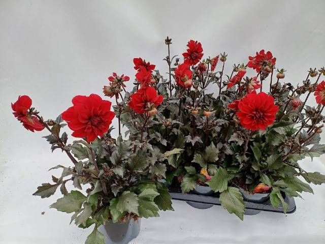 <h4>DAHL D LAB GR RED</h4>