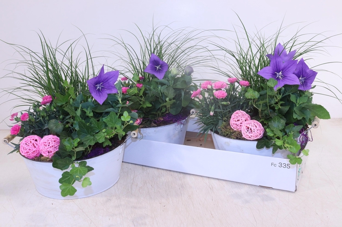 <h4>ARR TUINPLANTEN</h4>
