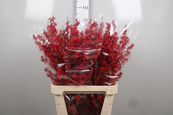 <h4>Ilex Ve Rode Bes</h4>