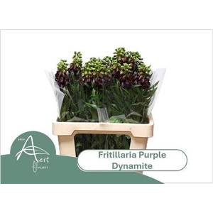 FRIT PURPLE DYNAMITE