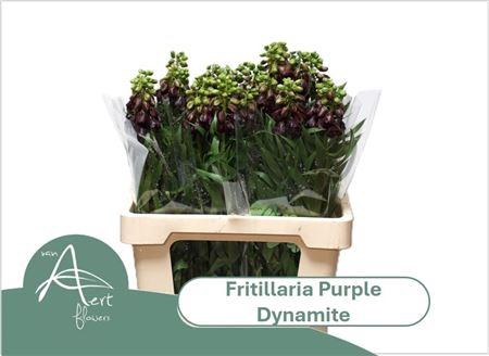 <h4>FRIT PURPLE DYNAMITE</h4>