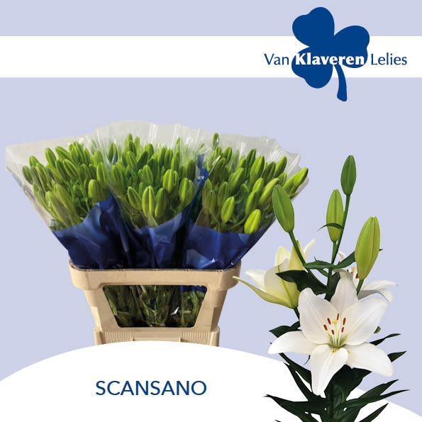 <h4>LI LA SCANSANO</h4>