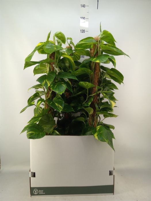 <h4>Epipremnum pinn.   ...moss stick</h4>