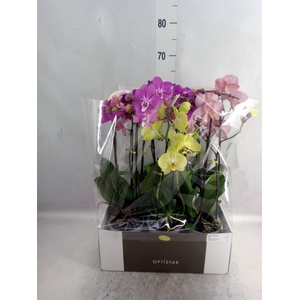 Phalaenopsis   ...mix