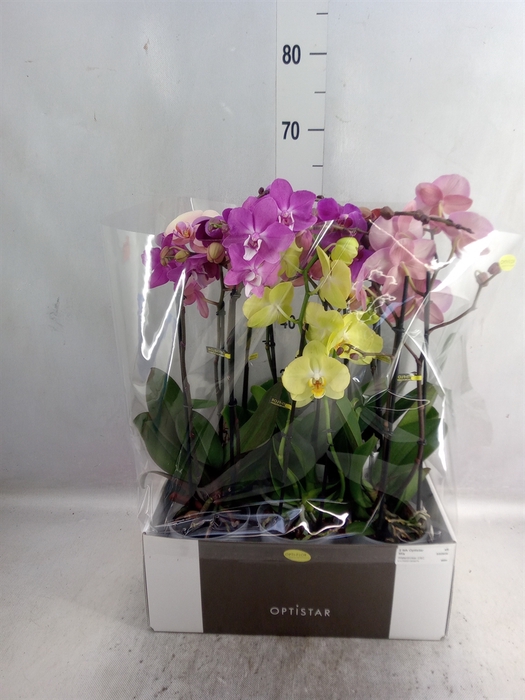 Phalaenopsis   ...mix