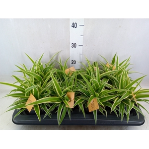 Chlorophytum com. 'Ocean'