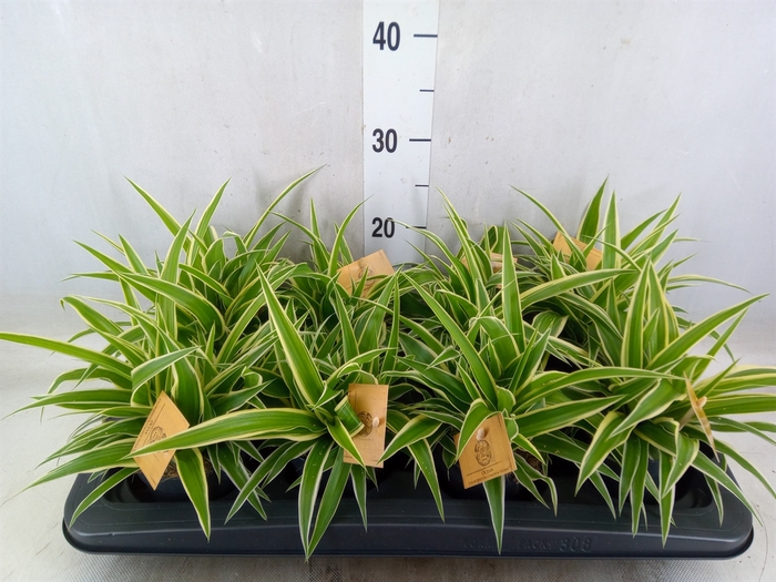 <h4>Chlorophytum com. 'Ocean'</h4>