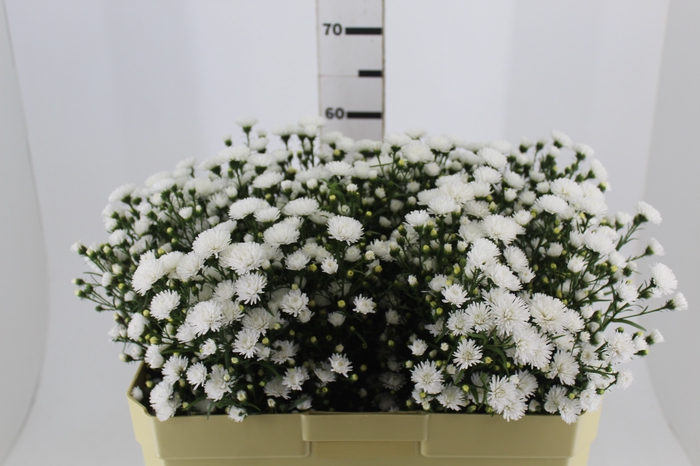 <h4>ASTER MARIANA 060 CM</h4>