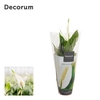 Spathiphyllum 'Chopin'