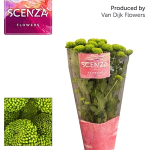 Chr T Deligreen scenza