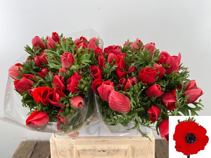 <h4>ANEM CO MAR RED</h4>