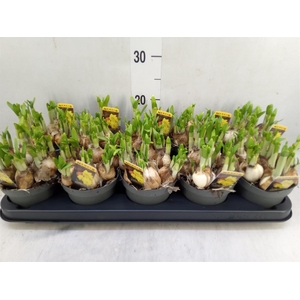 Narcissus  'Tete de Luxe'