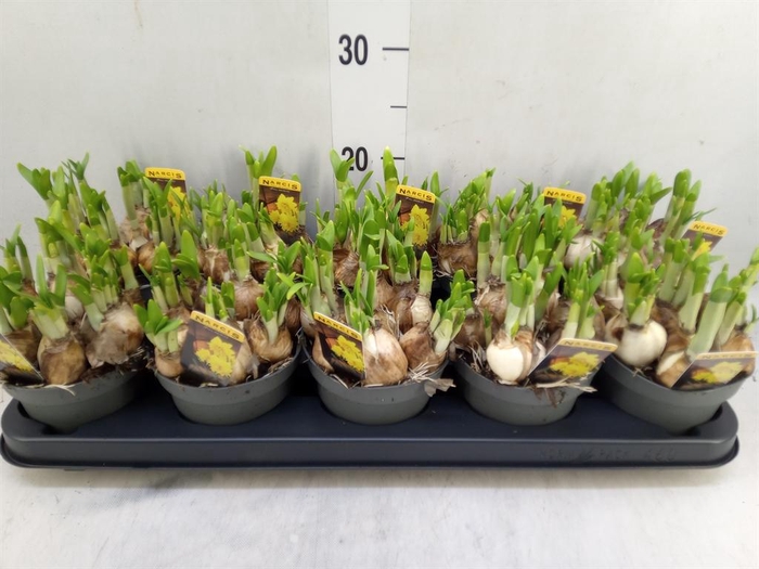 <h4>Narcissus 'Tete de Luxe'</h4>