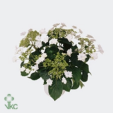 Hydrangea Vuurwerk Wit