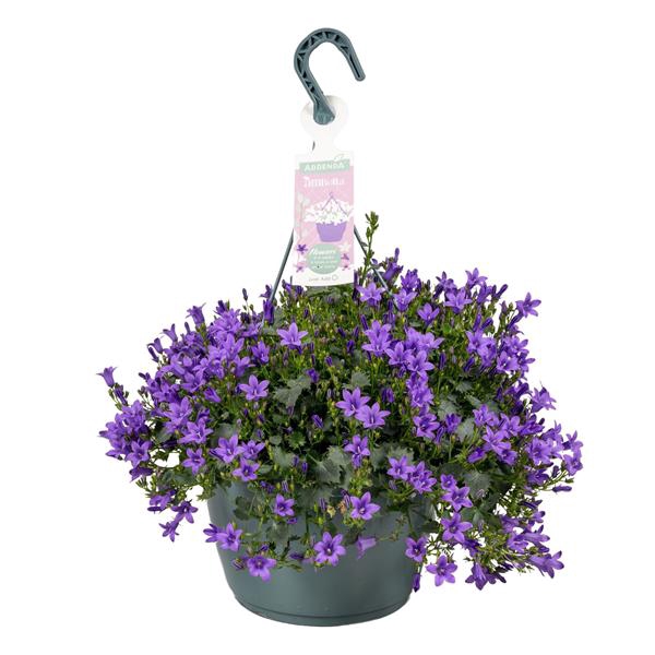<h4>Campanula Ambella® Purple in hangpot</h4>